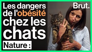 Les dangers de lobésité chez les chats [upl. by Essirehc]