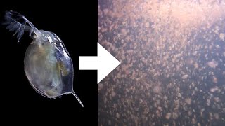 How I Culture Daphnia [upl. by Earej]