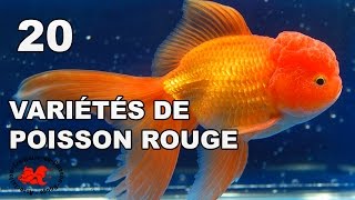 Poisson rouge  Variétés et races [upl. by Jayson]