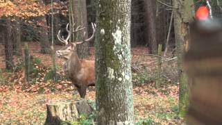 Grand Cerf en Battue 2013 [upl. by Hirasuna]