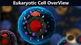 Eukaryotic Cell Brief View  Structure And Function UrduHindi [upl. by Queenie]