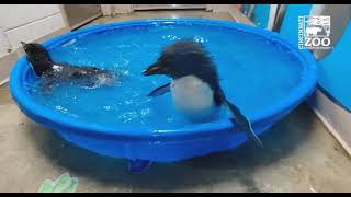 Rockhopper Penguin Chicks 1st Swim  Cincinnati Zoo [upl. by Busby]