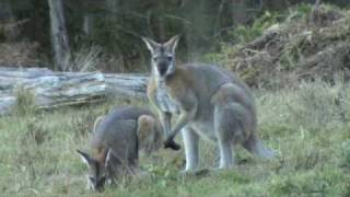 Australian Wildlife Wallabies courting [upl. by Monto]