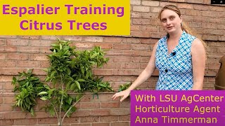 Espalier Training Citrus Trees [upl. by Uticas]