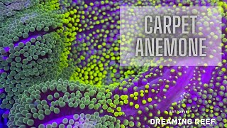 Coral Care 101 Carpet Anemones [upl. by Petua659]