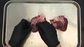 Pig Heart Dissection [upl. by Niliak]