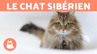 LE CHAT SIBÉRIEN  Caractéristiques soins et santé [upl. by Magnien]