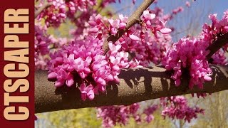 REDBUD Cercis canadensis Forest Pansy [upl. by Limbert389]