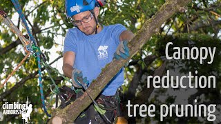 Canopy reduction tree pruning [upl. by Etnovahs]