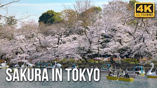 Cherry Blossom in Tokyo 2021  Sakura Viewing Tour 4K [upl. by Bobbee]