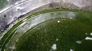 DAPHNIA MOINA CULTURE IN A SMALL BUCKET [upl. by Semyaj]