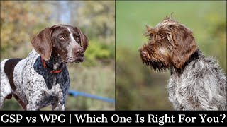 Wire Haired Pointing Griffon vs German Shorthaired Pointer  Which One Is Right For You [upl. by Kcor]