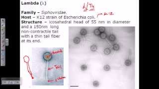 Lambda phage [upl. by Ellives]