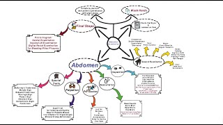 Abdominal Examination  OSCE [upl. by Greenebaum]