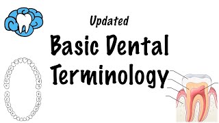 Basic Dental Terminology  UPDATED [upl. by Zeba]