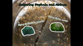 How To Culture Daphnia and Moinas using Green Water Spirulina powder [upl. by Harden]