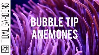 Bubble Tip Anemones [upl. by Snah696]