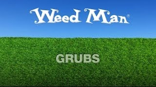 Grubs  Weed Man Lawn Care USA [upl. by Eerat]