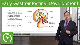 Early Gastrointestinal Development – Embryology  Lecturio [upl. by Rame7]