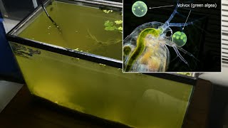 Raising Daphnia for the Freshwater Aquarium [upl. by Kiyoshi426]