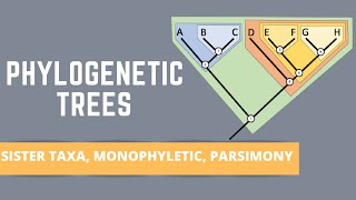 READING PHYLOGENETIC TREES ALL ABOUT SISTER TAXA MONOPHYLETIC GROUPS PARSIMONY [upl. by Cormier]