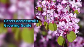 Cercis siliquastrum Growing Guide Judas Tree by GardenersHQ [upl. by Sisto273]