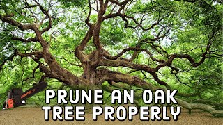 How to Prune an Oak Tree Properly 🌳  DIY [upl. by Giles997]