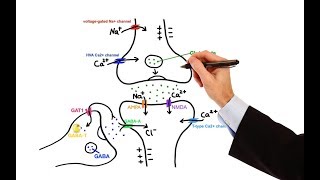 Pharmacology  ANTIEPILEPTIC DRUGS MADE EASY [upl. by Kylynn]