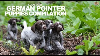 German Pointer Puppies Compilation [upl. by Akenom157]