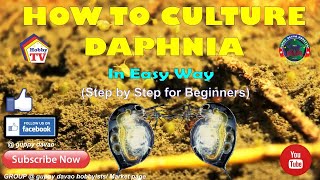 HOW TO CULTURE DAPHNIA In Easy Way [upl. by Terrene120]