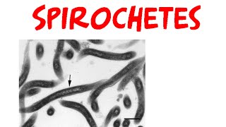 Spirochetes [upl. by Malone]